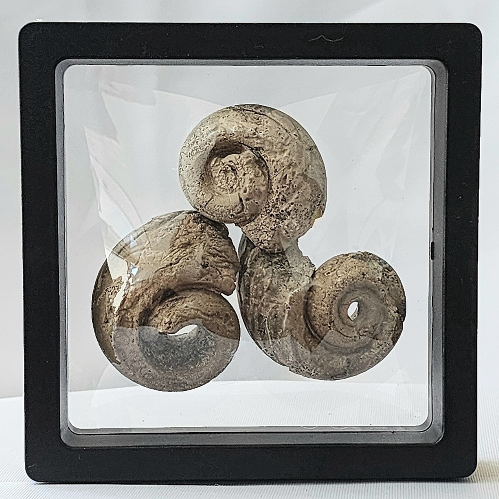 Late‎ Cretaceous Period Authentic Ammonite Fossil Display Detail Rare Hand Mined